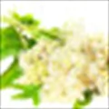 Meadowsweet